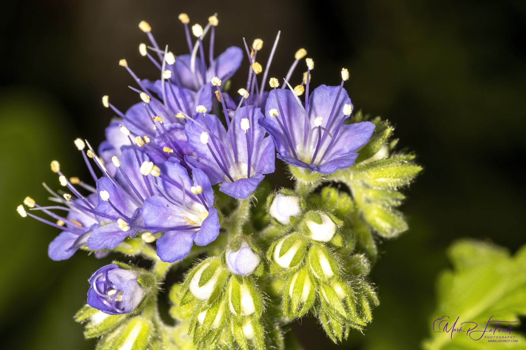 Blue Curls, Austin, Texas